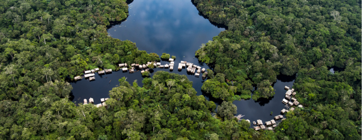 Découverte de nouvelles espèces dans le Bassin du Congo