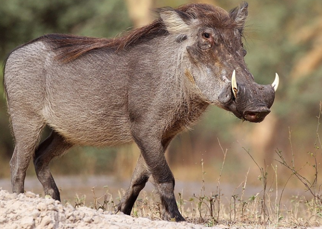 Kasongo : un animal qui fait ressusciter une mélodie oubliée