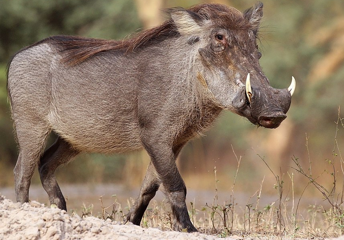 Kasongo : un animal qui fait ressusciter une mélodie oubliée