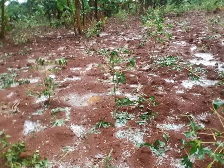 Kirundo: La pluie torrentielle mêlée de grêle a detruit les maisons et les champs de cultures